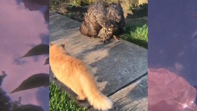 owl attack cat