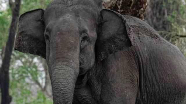 Elephant kills woman & shows up at her funeral
