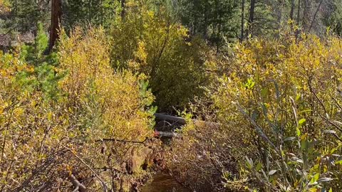 Mountain Stream