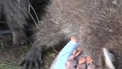 The clever little raccoon eats while diving