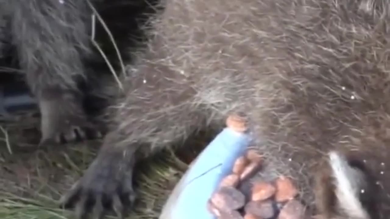 The clever little raccoon eats while diving