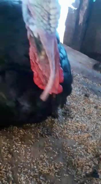 Turkey farming