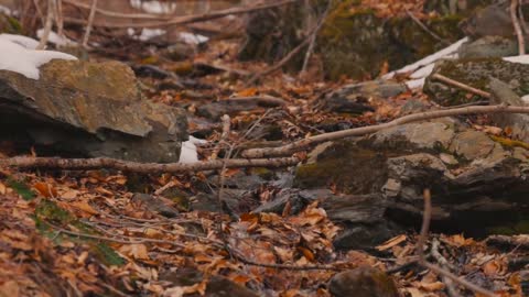 Peaceful Spring Moments in the Berkshire Mountains-12
