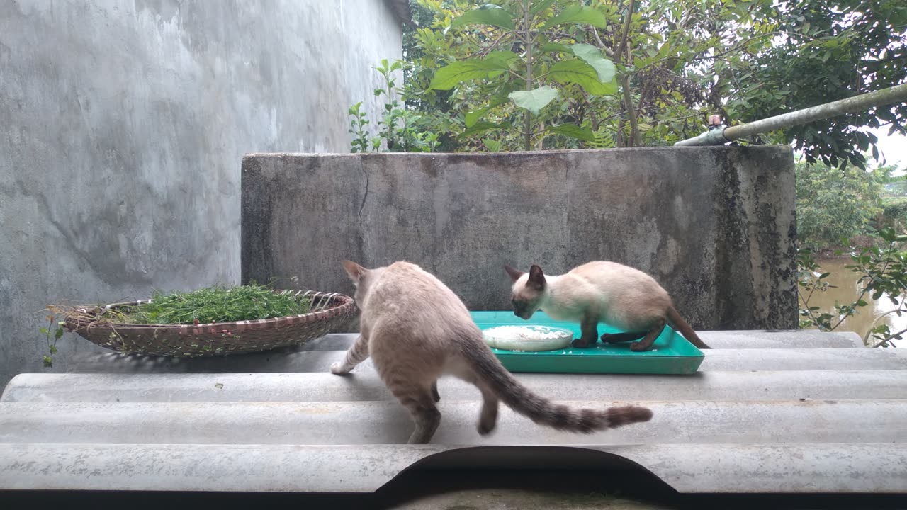 video cute cat