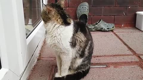 Two Hungry Stray Cats In My Yard