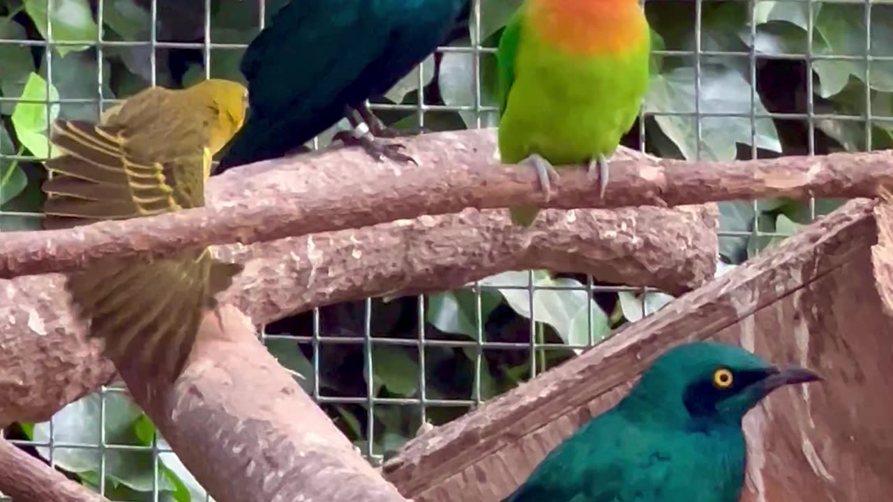 Starlings, lovebirds and budgies