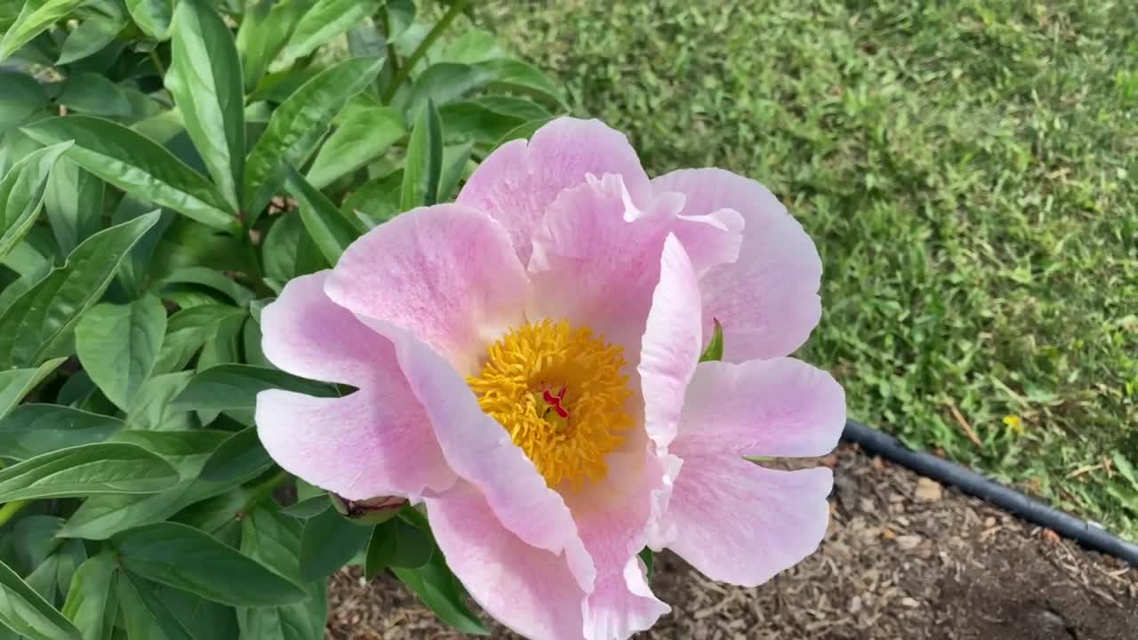 Canadian Peony Society Virtual Show