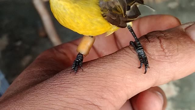 tame hummingbird