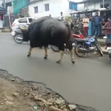 Monster bull walking the street