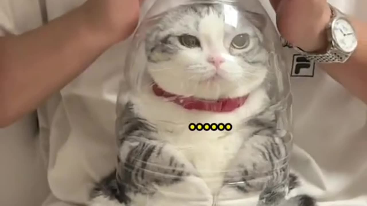 Cats catched in transparent bottle and He cut his nails