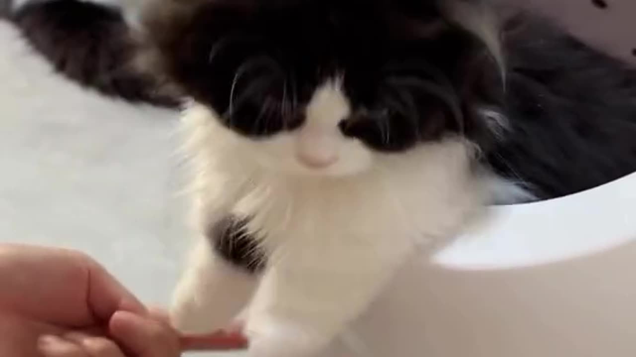 Funny and Cute Cats Videos #352