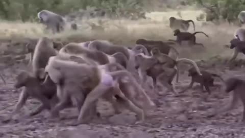 Baboon Heroics: Saving Impala from Cheetah's Jaws! 🦸‍♂️🌿"