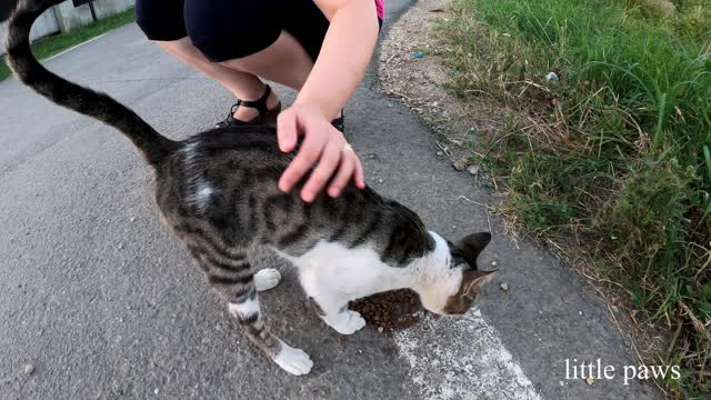 Our kitten become hunter and new kittens to feed