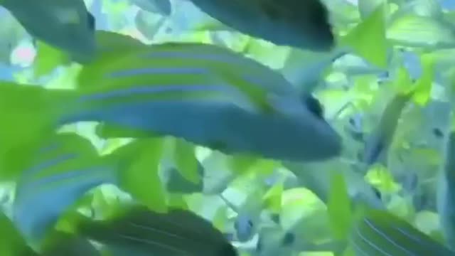 Group of thousands of beautiful green fishes