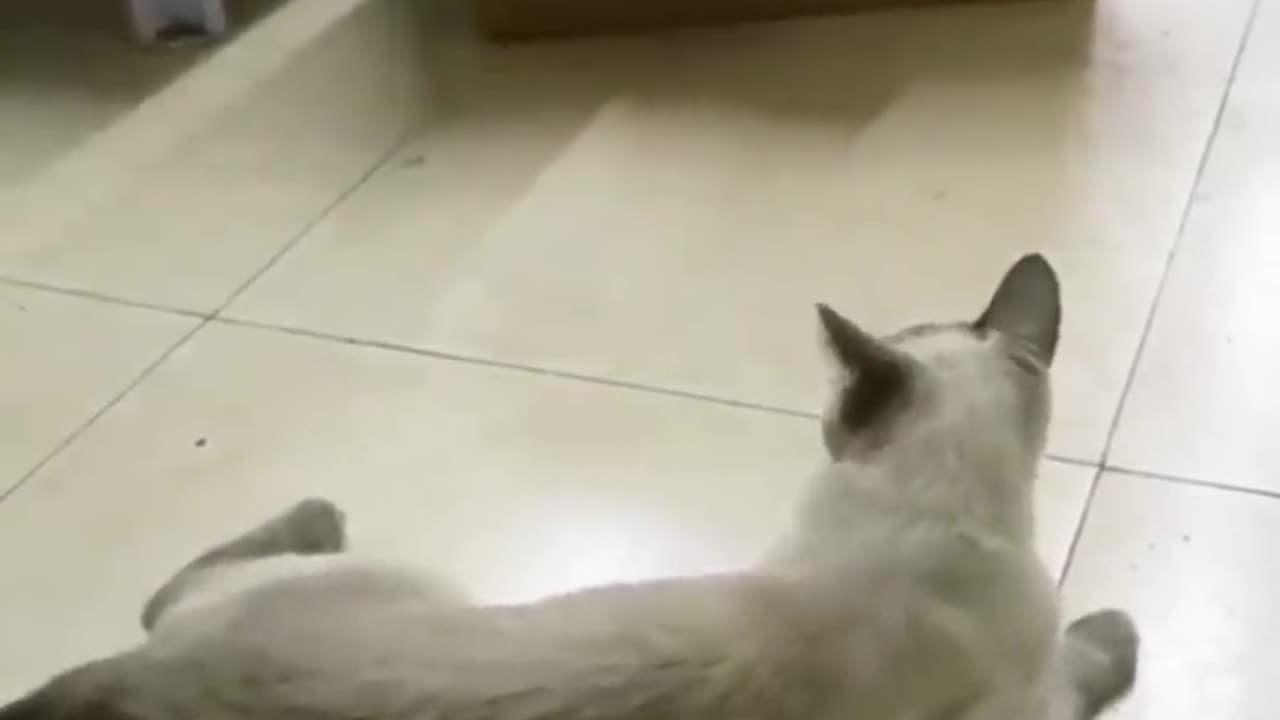 Funny Cute Cats Viral Clips😹--