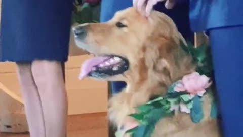 He ran to his dad down the aisle - but got some pets first of course