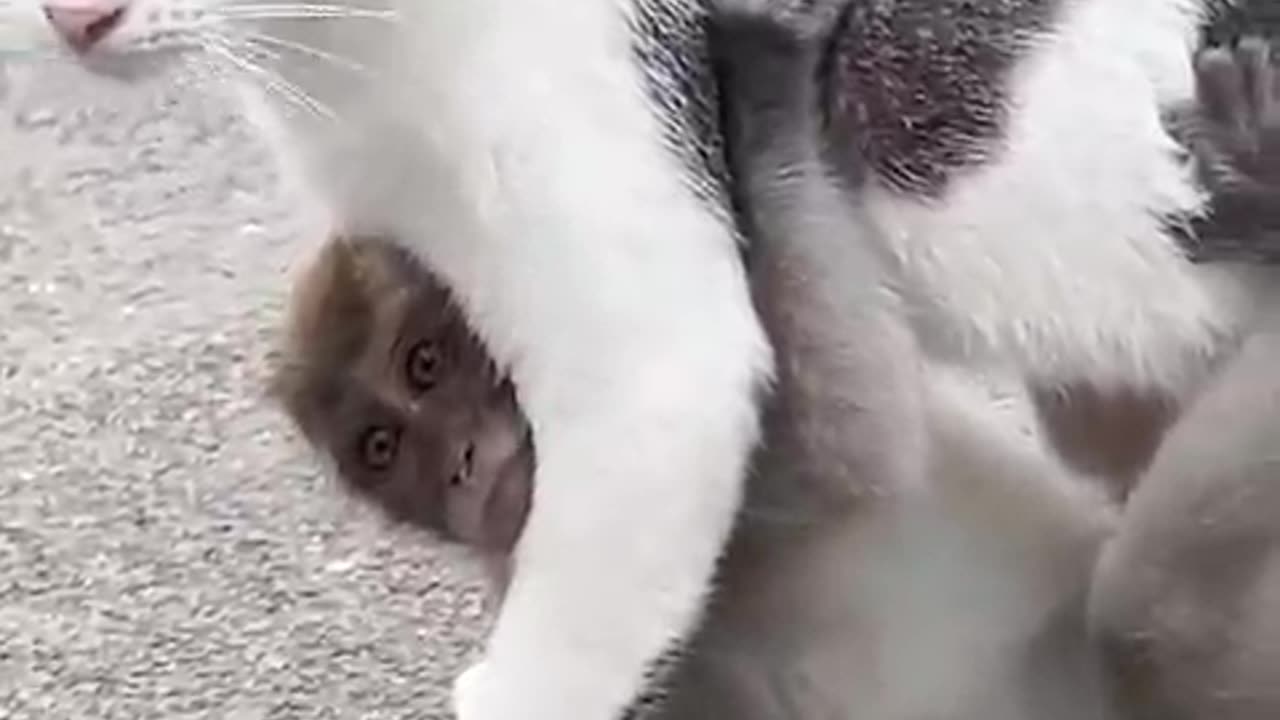 "Heartwarming: Cat Adopts Lost Baby Monkey 🐱❤️"