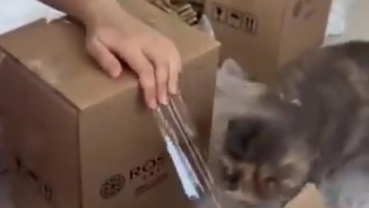 Cat Helps Out With The Boxing