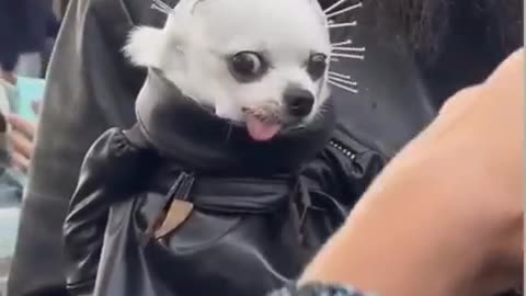 Funny video Animals