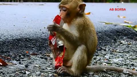 27.Baby monkey Anissa Dead By Road Accident