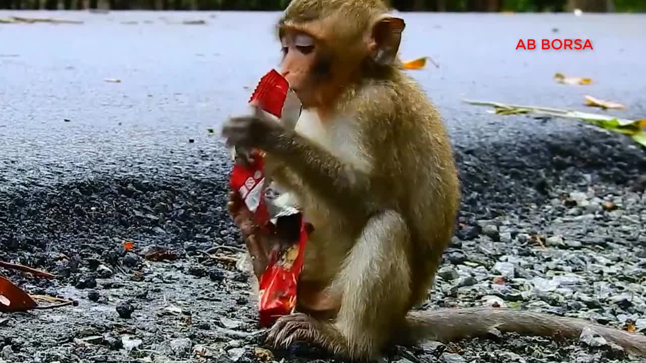 27.Baby monkey Anissa Dead By Road Accident
