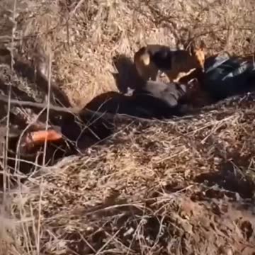 WARNING GRAPHIC! A group of people & dog slaughtered on the side of the road in Ukraine