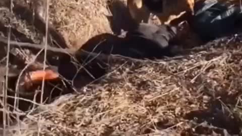 WARNING GRAPHIC! A group of people & dog slaughtered on the side of the road in Ukraine