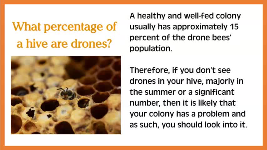 Drones Bees FAQs