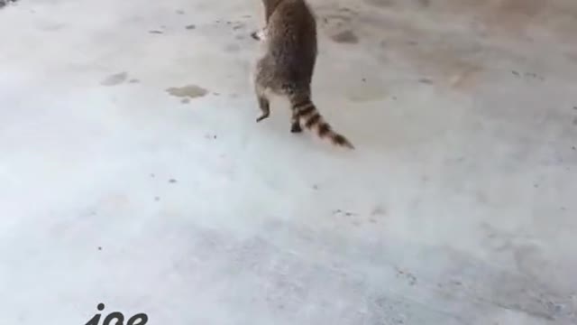 Watch more of Funniest Animals Ever! 2022----