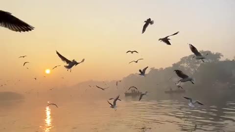 Beautiful Nature | Natural View | Flying Birds | Haardwork