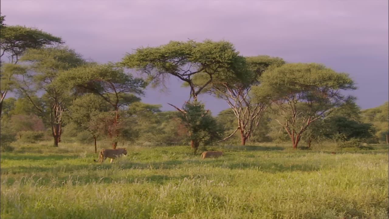 The Lion Queen: Manyari queen of her pride