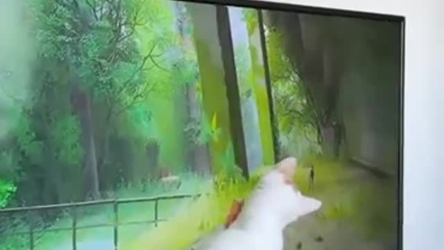 Cats And Dogs Fighting Each Other 🤔 | just for fun 😍