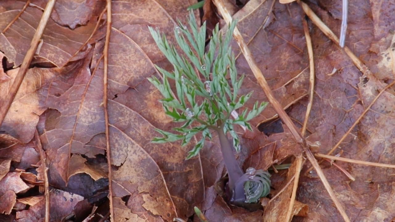 Pacific Bleeding Heart-Early Spring