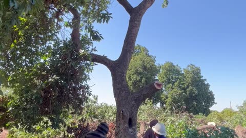 Avocado tree removal part 2