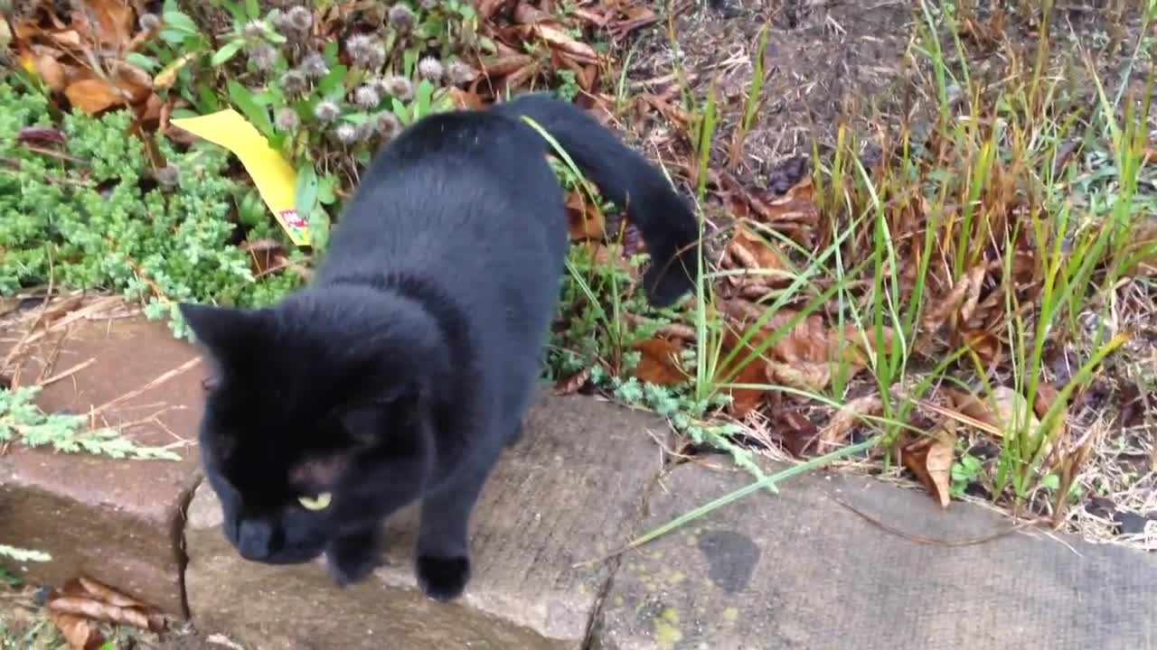 A Very Talkative Friendly Black Cat