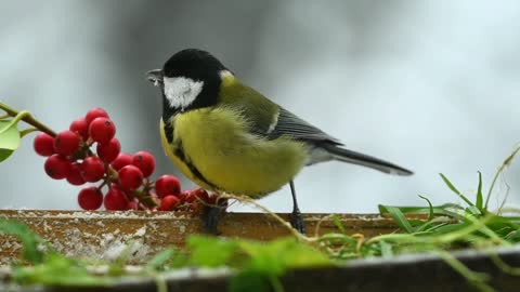 Birds Nature Colorful Animals Feathers