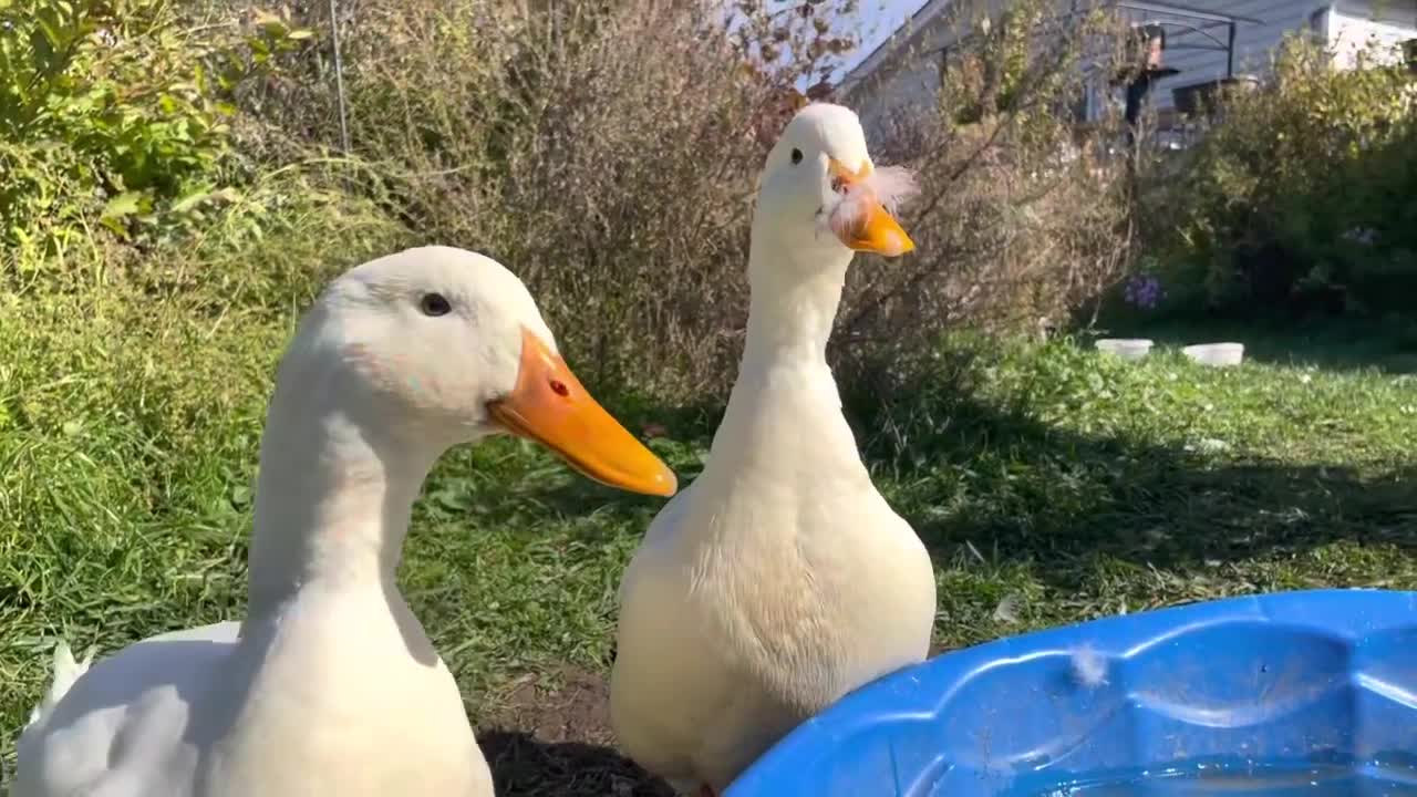 Ducks explore the house