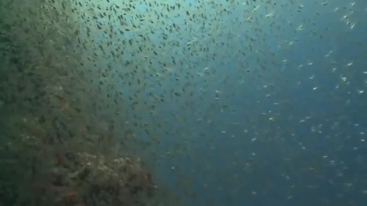 MYSTERIES OF DEEP UNDERWATER OCEAN UNBELIEVABLE FOOTAGE