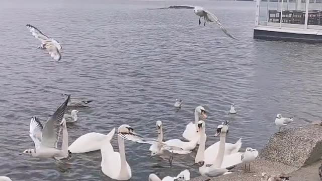 In the center of Hamburg, there are lakes, swans and pigeons are not afraid of people