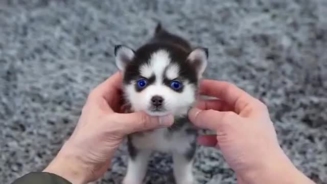 Cute Micro Siberian Husky 😍 😍 Made my Day 😍 😍