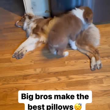 a pillow with a heart always find a spot to sleep near the ones you love