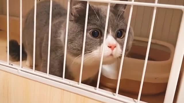 He kept swallowing😂😂#cat #catsoftiktok #funny #funnyvideos