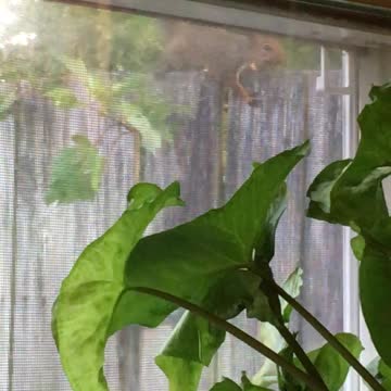 So this is a new little buddy?