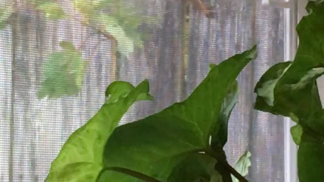 So this is a new little buddy?