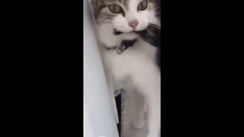 Funny cats 😂 video