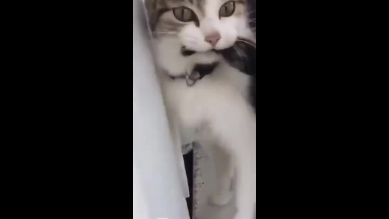 Funny cats 😂 video