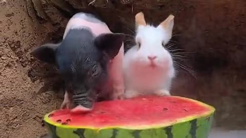 The little pig and the bunny eat watermelon.