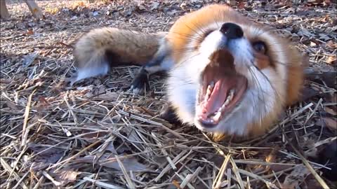 Cute Fox Makes Funny Sounds When It Sees Owner