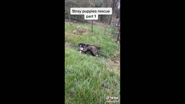 Funny Animal Video