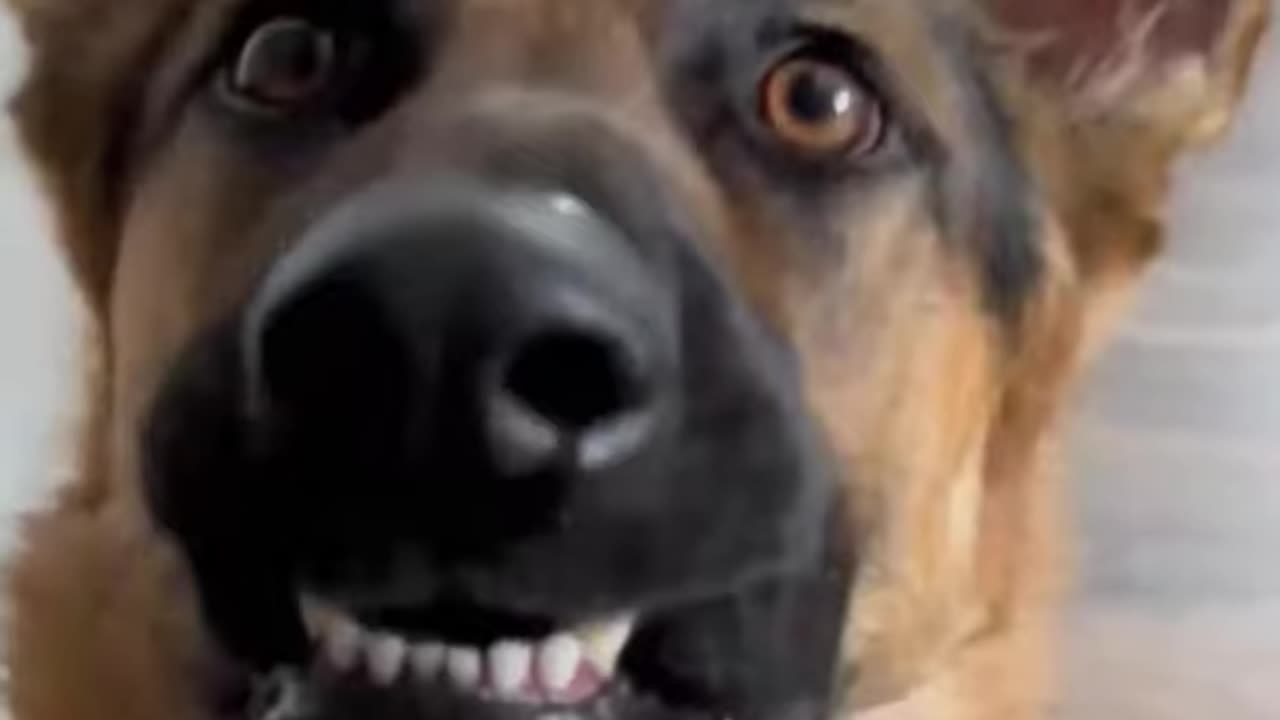 Funny Animal Moments - Funny Pet Videos - Funny dog